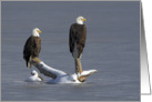 Bald Eagles On Snowy Perch, Blank Note Card