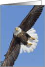 The Turn Soaring Eagle against Blue Sky. card