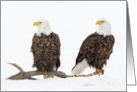 Bald Eagles On Log In Snow, Blank Note Card