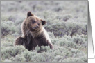 Afternoon Scratch, Young Grizzly Bear, Blank Note Card