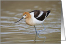 American Avocet Wading In Pond, Blank Note Card
