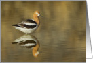 American Avocet With Reflection In Pond Blank Note Card