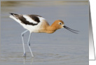 American Avocet With Open Beak card