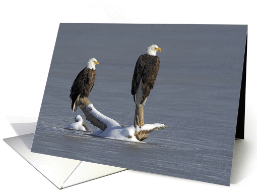 Bald Eagles On Snowy Perch, Blank Note card (1060209)