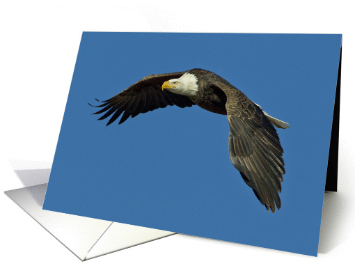 Bald Eagle In Flight With Blue Sky, Blank Note card (1060211)