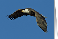 Bald Eagle In Flight With Blue Sky, Blank Note Card