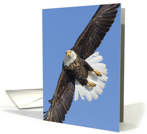 The Turn Soaring Eagle against Blue Sky. card (1060225)