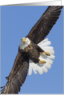 The Turn Soaring Eagle against Blue Sky. card