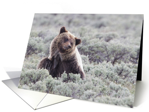 Afternoon Scratch, Young Grizzly Bear, Blank Note card (1060537)