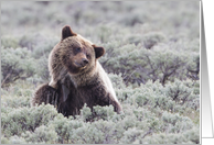 Afternoon Scratch, Young Grizzly Bear, Blank Note Card