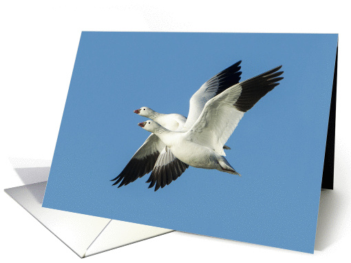 Tandem Flight, Snow Geese Flying Against Blue Sky, Blank Note card
