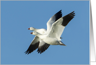 Tandem Flight, Snow Geese Flying Against Blue Sky, Blank Note Card