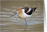 American Avocet Wading In Pond, Blank Note Card