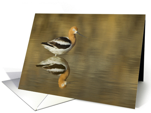 American Avocet With Reflection In Pond Blank Note card (1061945)