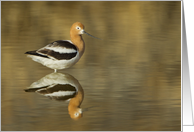 American Avocet With Reflection In Pond Blank Note Card