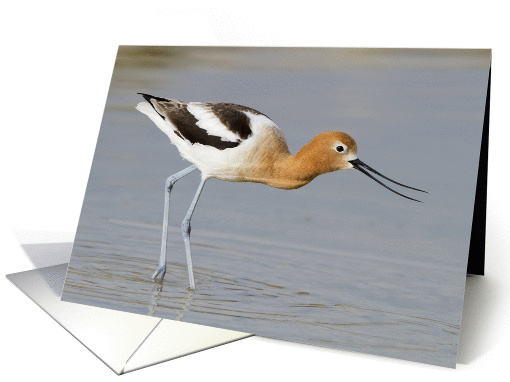 American Avocet With Open Beak card (1061949)