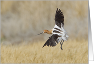 American Avocet Flying Above Marsh card