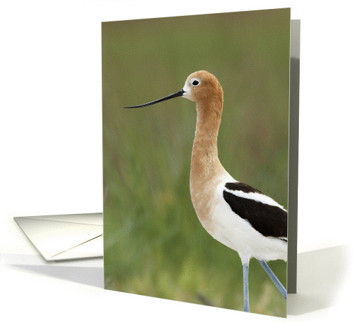 American Avocet Portrait card (1061967)