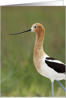 American Avocet Portrait card
