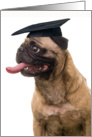 Top Dog Pug in Cap Graduation Party Invitation card