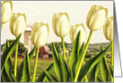 White tulips on the farm card