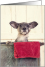 Cute little dog inside a wash tub card