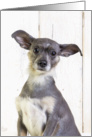 Cute little dog with big ears Blank card