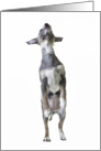 Cute little Chinese Crested Hairless mix dog jumping for joy card