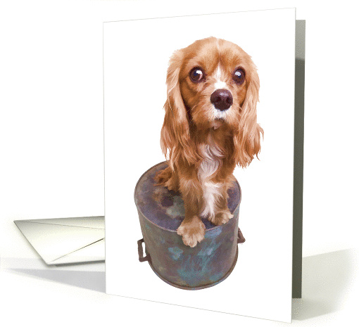 Thinking of you puppy dog card (1070303)