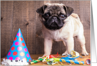 Happy Birthday Cute Pug Puppy card