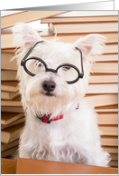 Happy Birthday Bookworm Westie in Glasses card