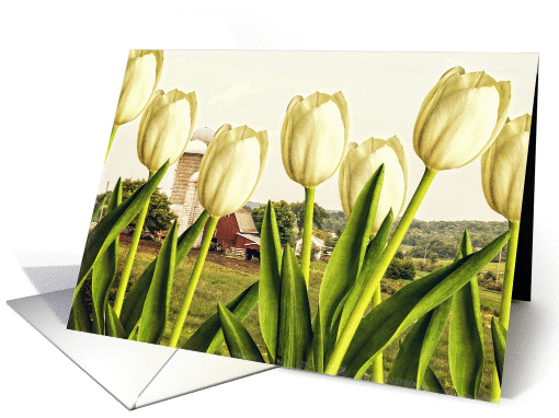 White tulips on the farm card (1080308)