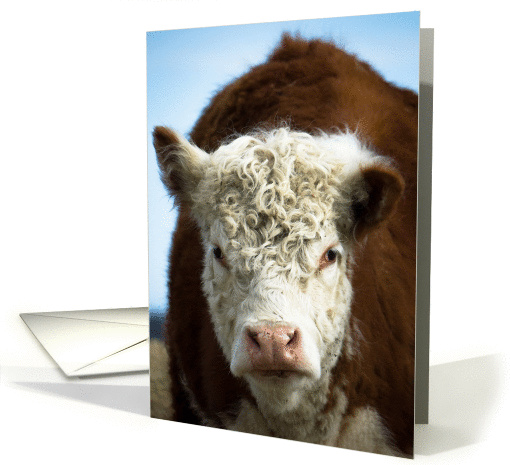 Portrait of a Cow card (1080322)