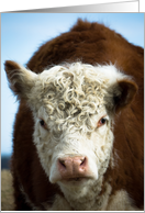 Portrait of a Cow card