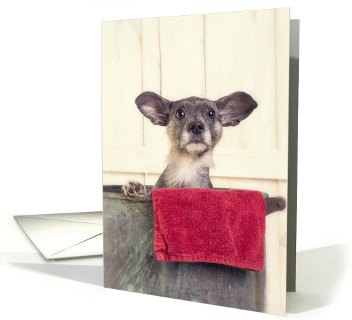 Cute little dog inside a wash tub card (1102638)