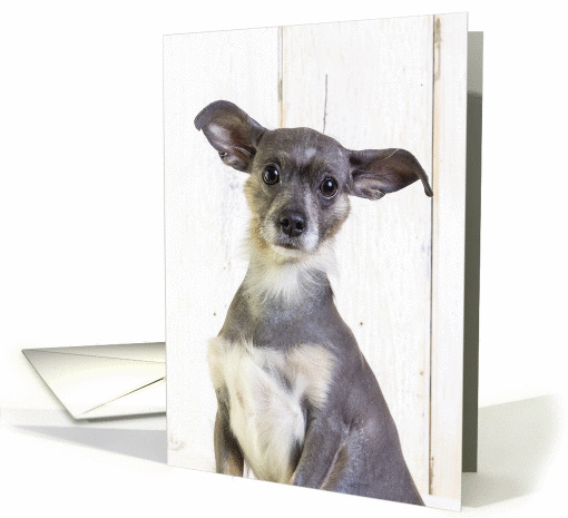 Cute little dog with big ears Blank card (1116402)