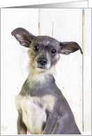 Cute little dog with big ears Blank card