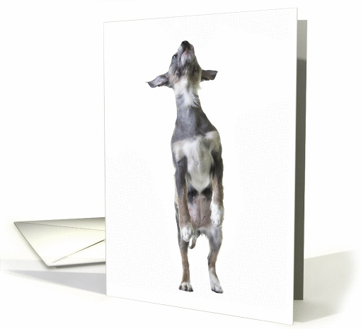 Cute little Chinese Crested Hairless mix dog jumping for joy card