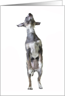Cute little Chinese Crested Hairless mix dog jumping for joy card
