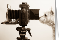 Dog Photographer