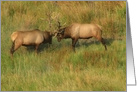 Bull Elk - Blank Note Card