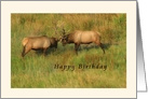 Happy Birthday - Bull Elk Card