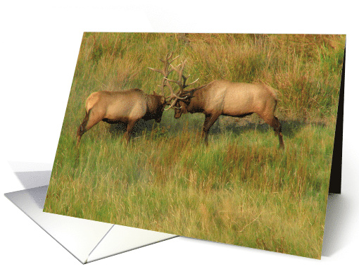 Bull Elk - Blank Note card (1277546)