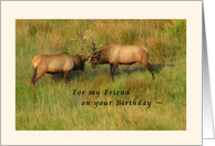 For my Friend on your Birthday - Bull Elk Card