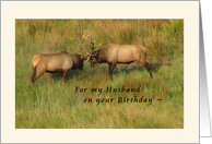For my Husband on your Birthday - Bull Elk Card