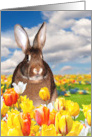 Easter Bunny in a Field of Tulips card