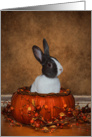 Bunny In A Halloween Pumpkin card