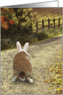 Easter Bunny Trail card
