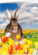 Easter Bunny in a Field of Tulips card