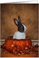 Bunny In A Halloween Pumpkin card
